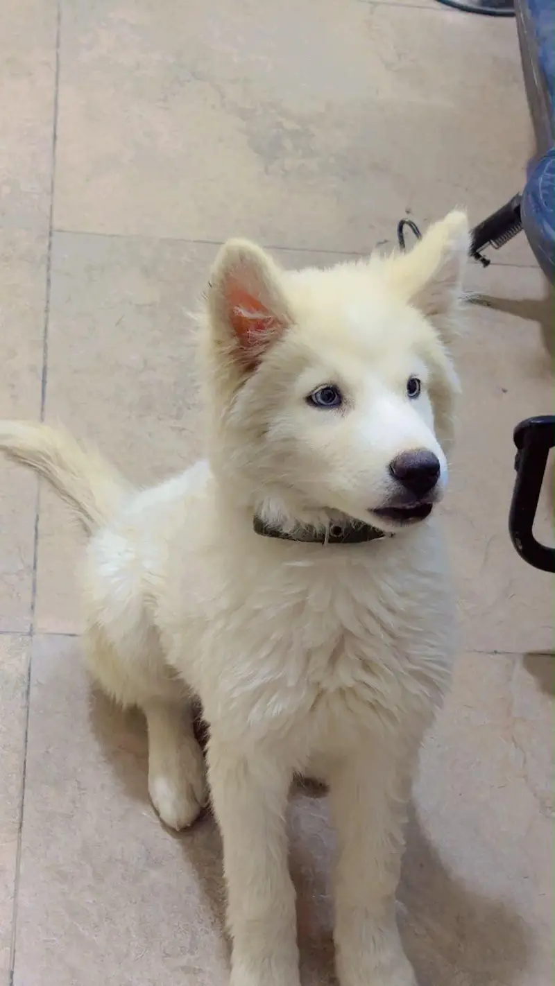 Syberian Husky blue eyes