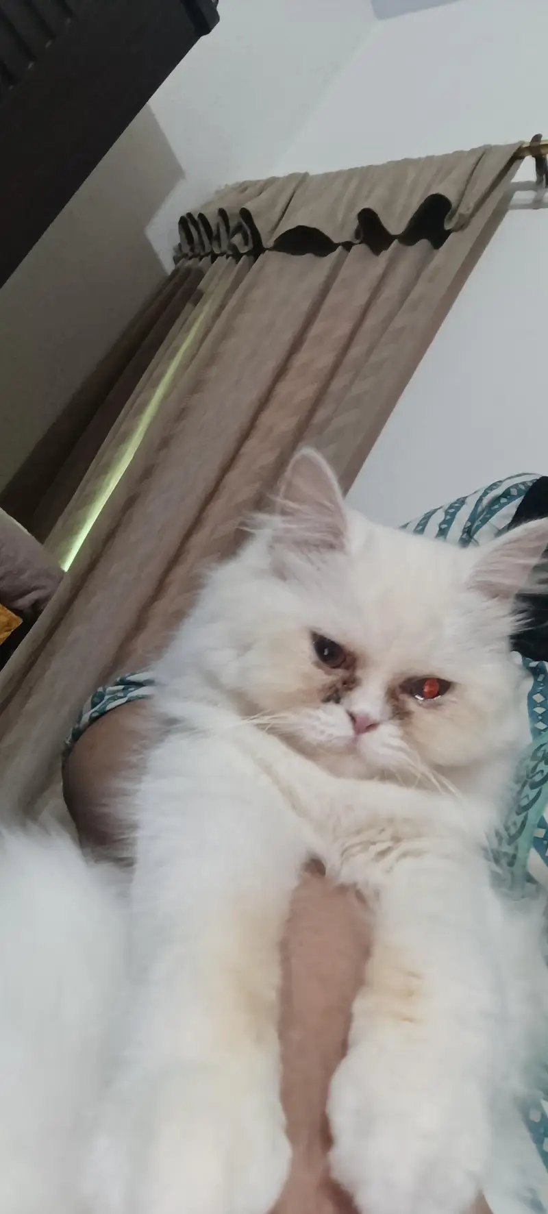 female Persian semi punch face cat available for sale