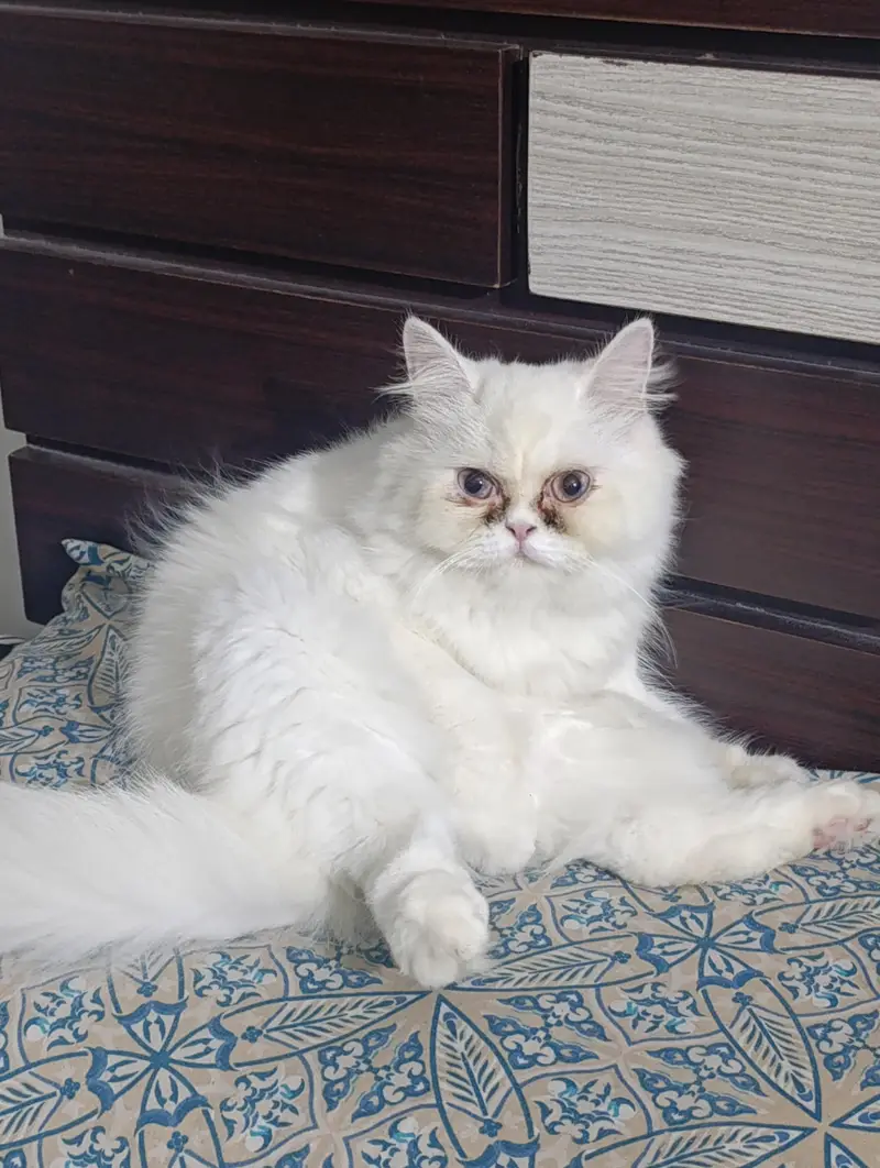 female Persian semi punch face cat available for sale — photo 2