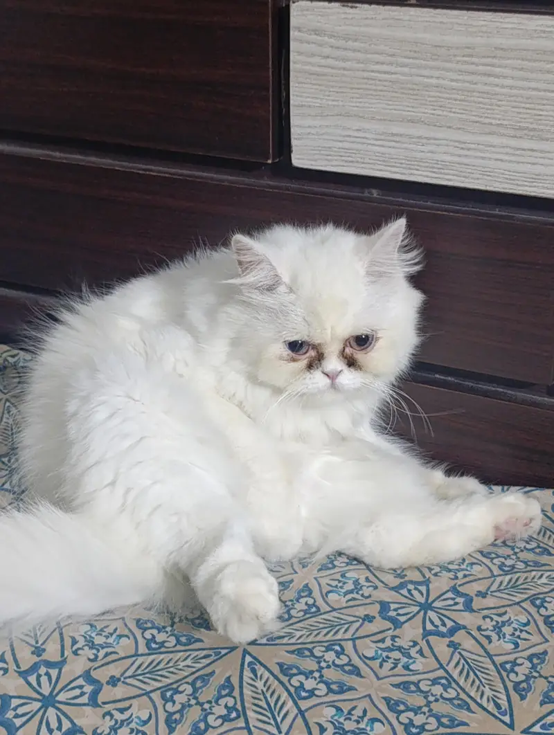 female Persian semi punch face cat available for sale — photo 3