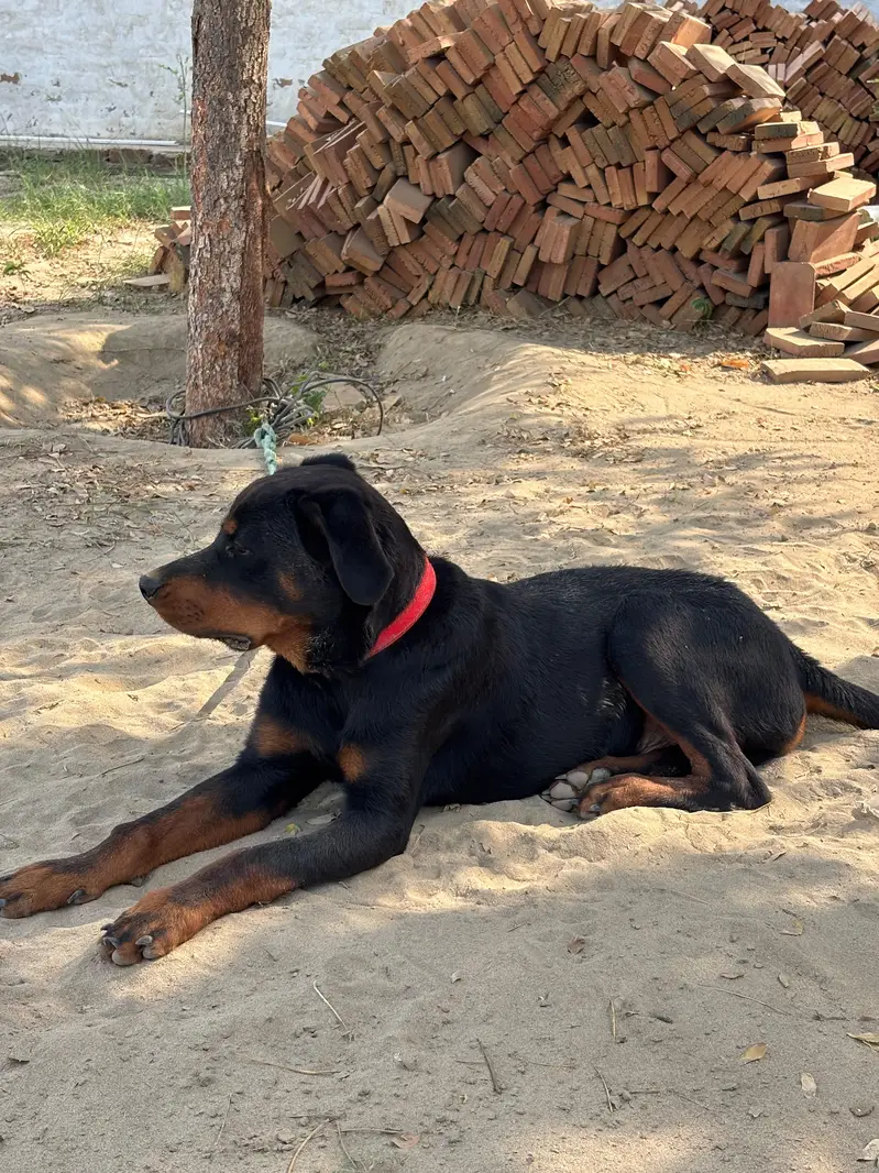 Rottweiler for sale Male