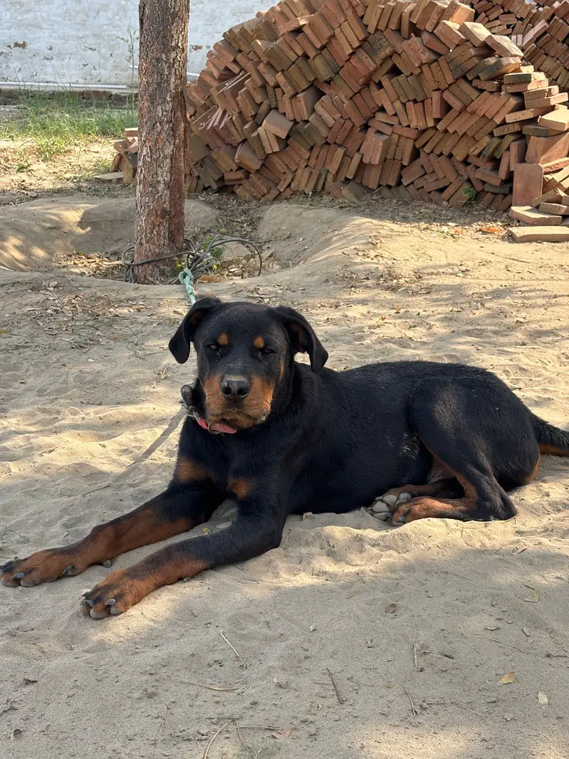 Rottweiler for sale Male — photo 3