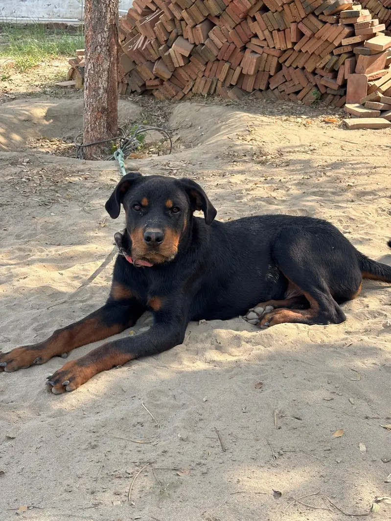 Rottweiler for sale Male — photo 4