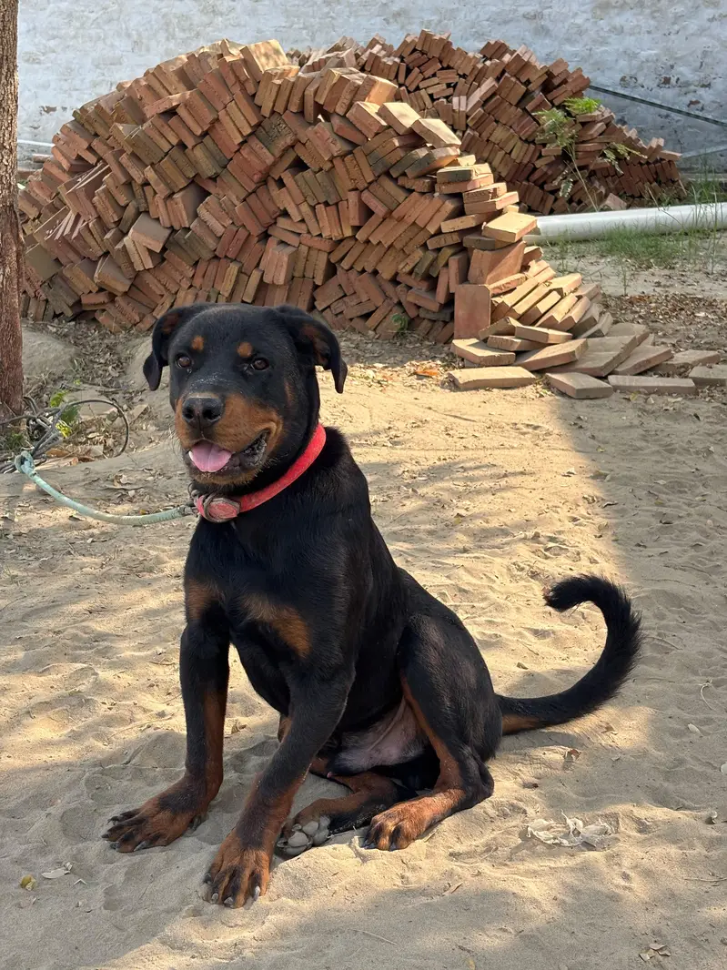 Rottweiler for sale Male — photo 5