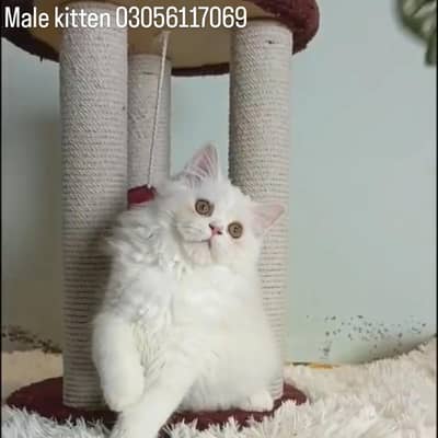 persian cat/kitten/triple coat/male/female punch face kitten/ cat