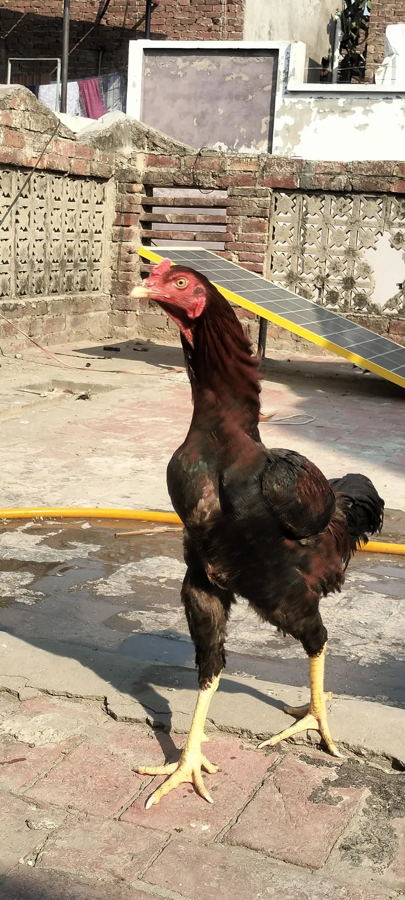 Jawa Aseel Murgha