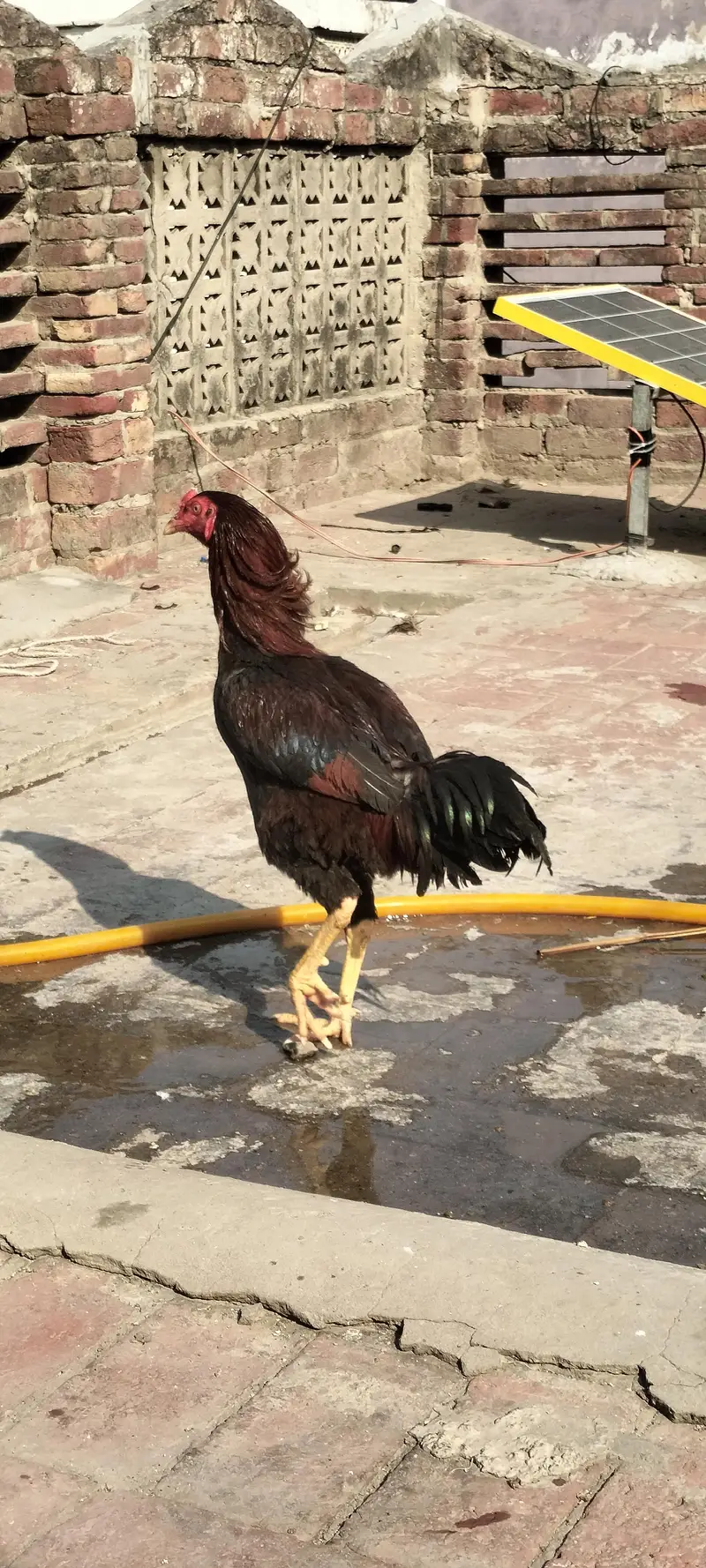 Jawa Aseel Murgha — photo 2