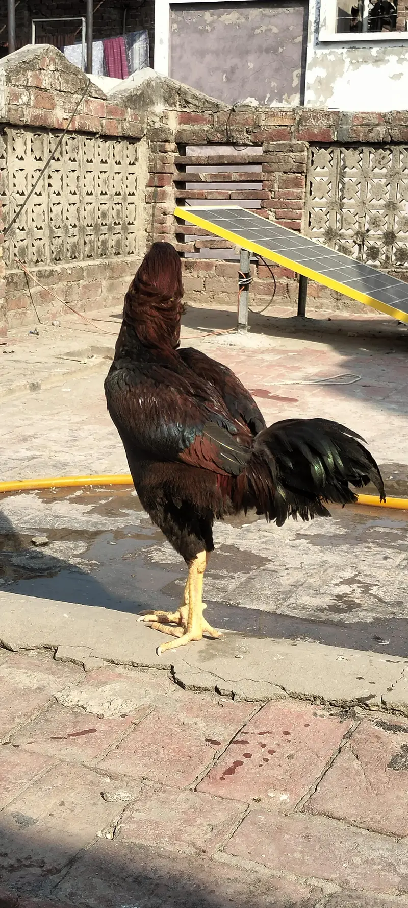 Jawa Aseel Murgha — photo 3