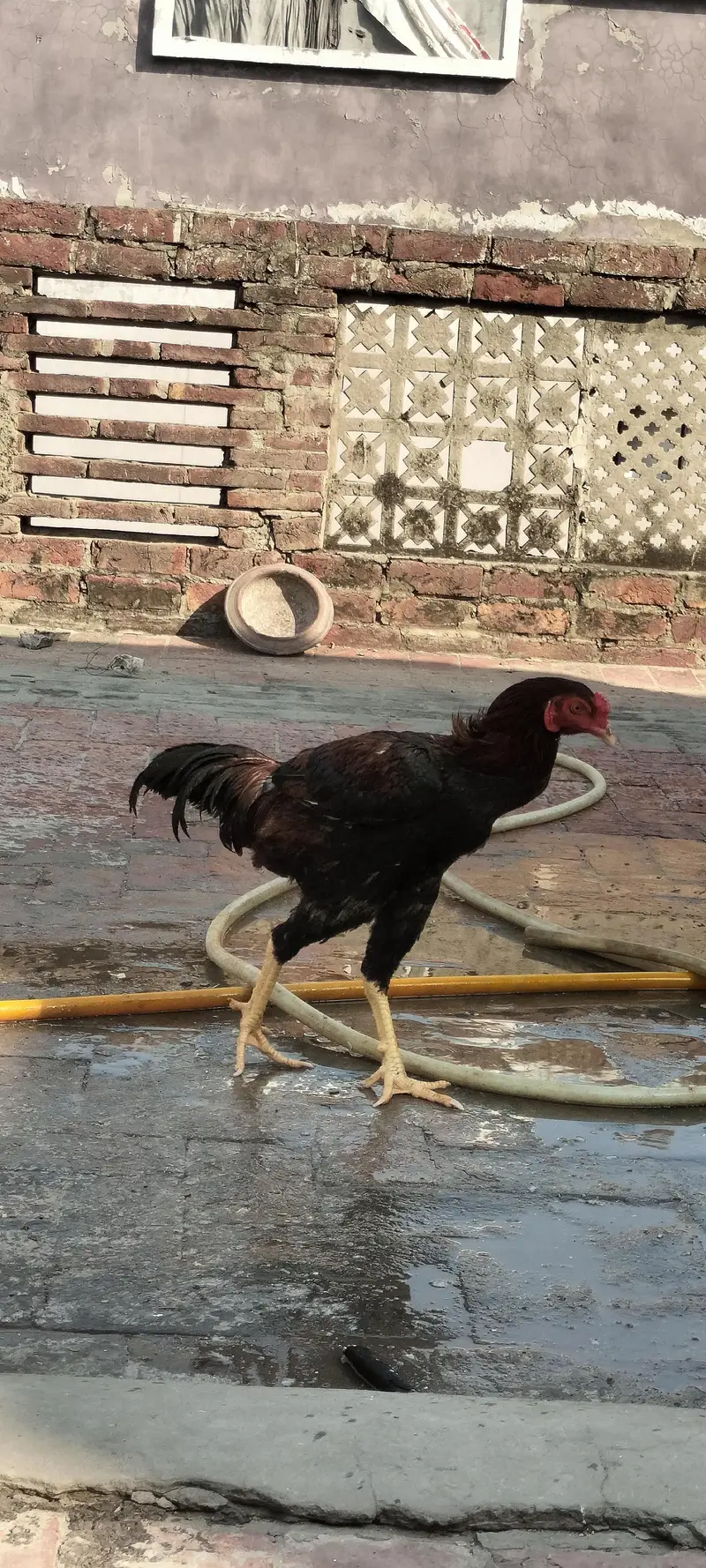 Jawa Aseel Murgha — photo 5