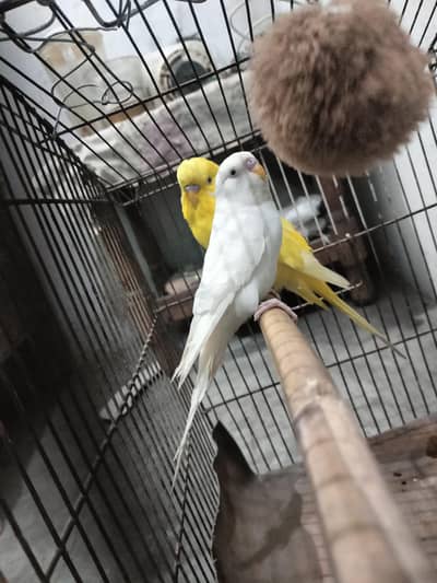 Australian Red Eyes Breeder Pair Available for Sale