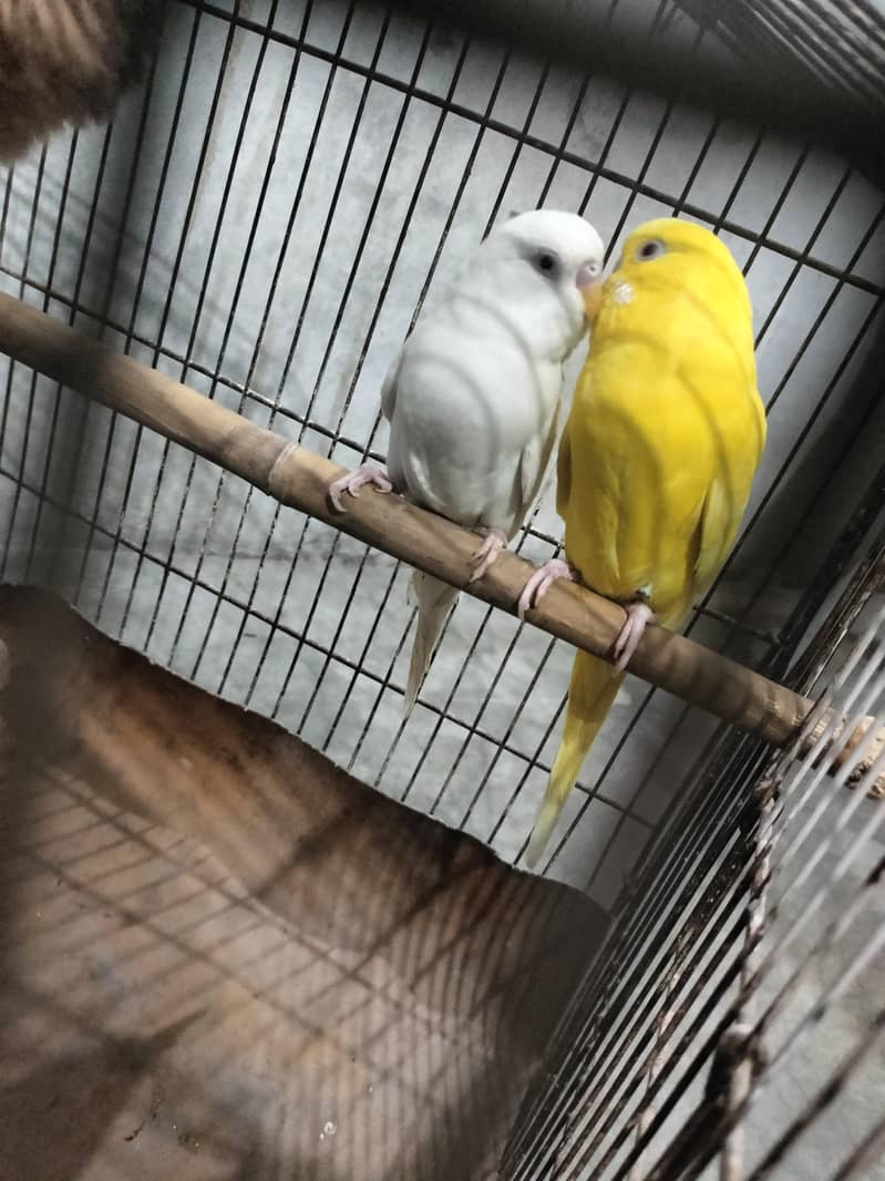 Australian Red Eyes Breeder Pair Available for Sale - Parrots - 1120880388