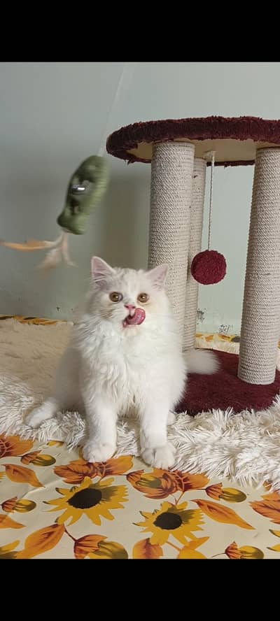 persian cat/kitten/triple coat/male/female punch face kitten/ cat