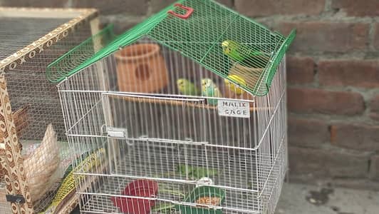 Australian parrots pairs with cage