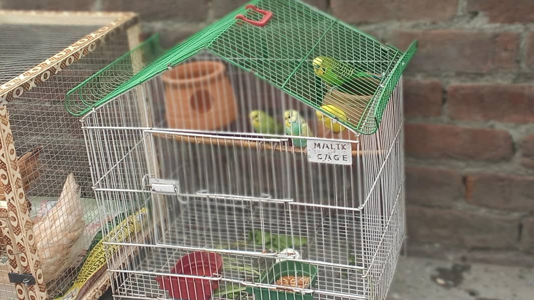 Australian parrots pairs with cage - Parrots - 1120880402