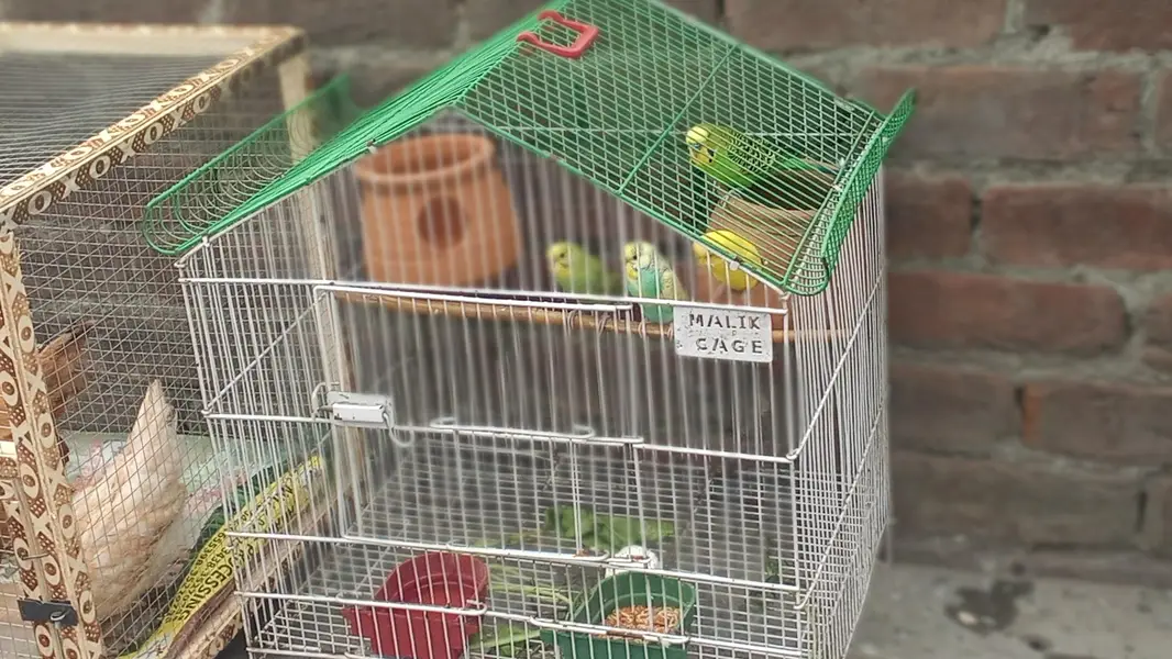 Australian parrots pairs with cage