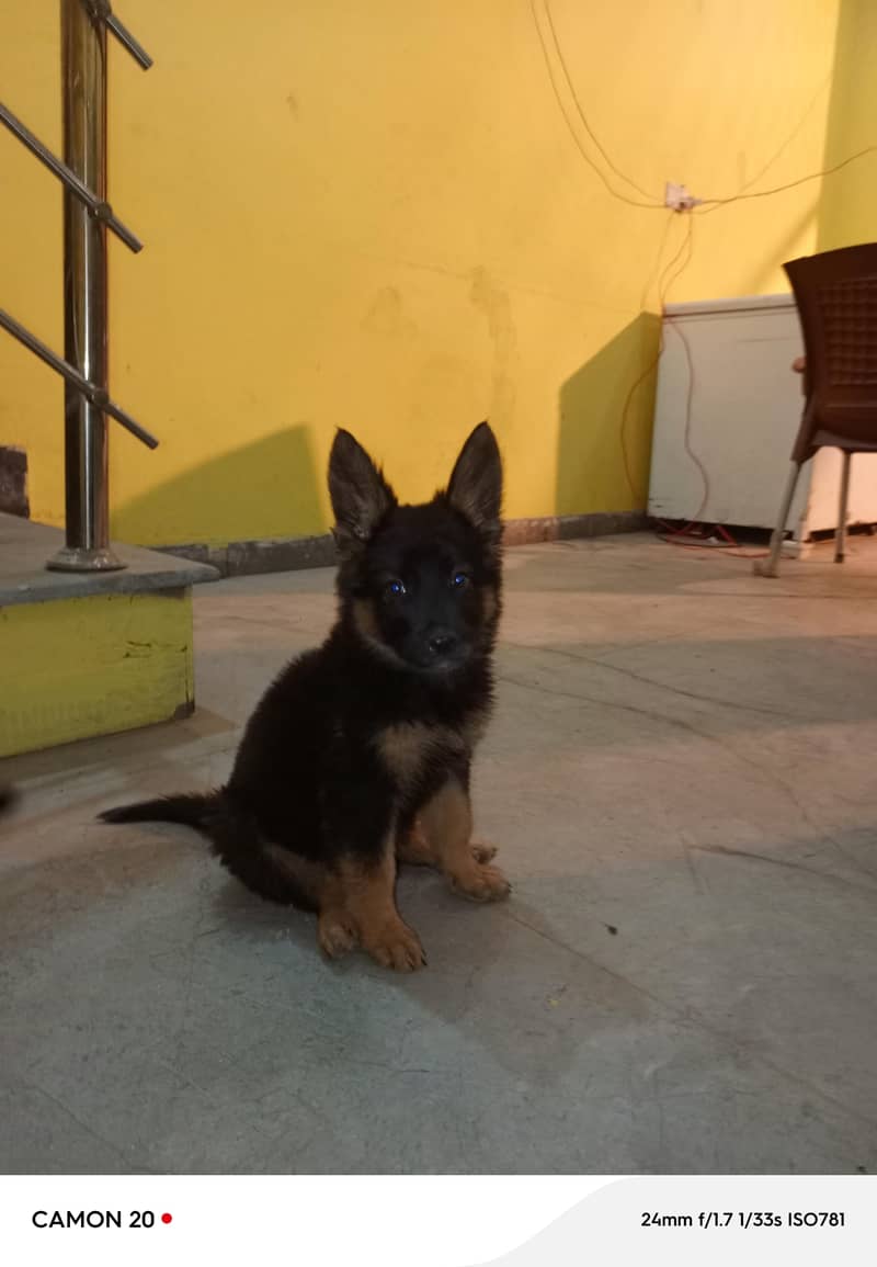 jakie 0