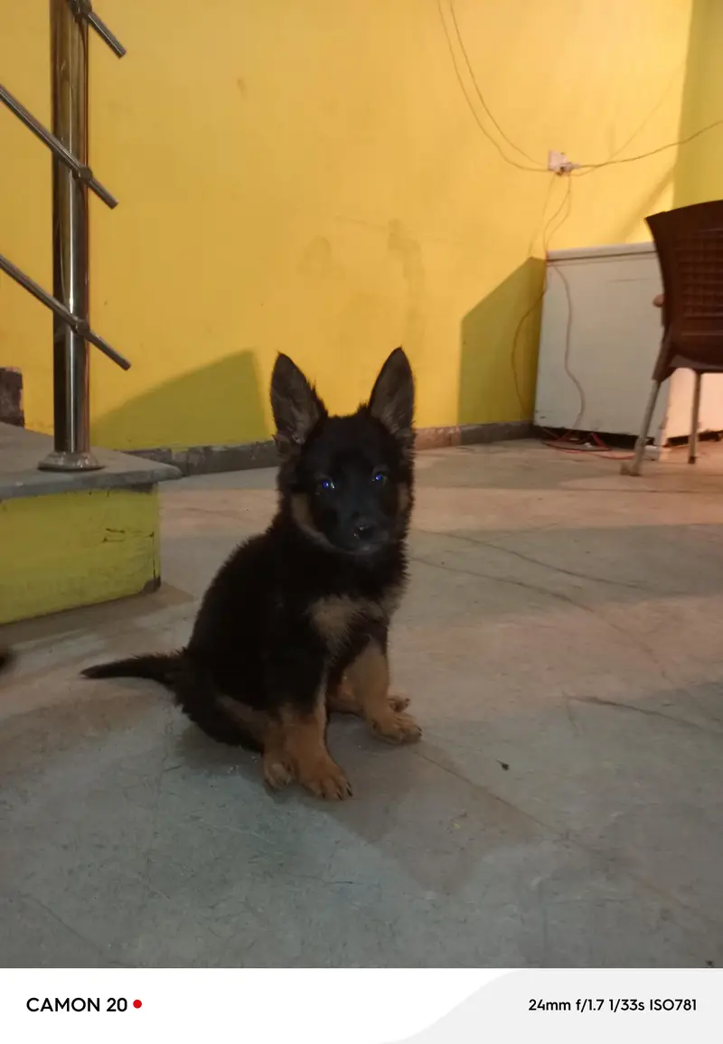 jakie