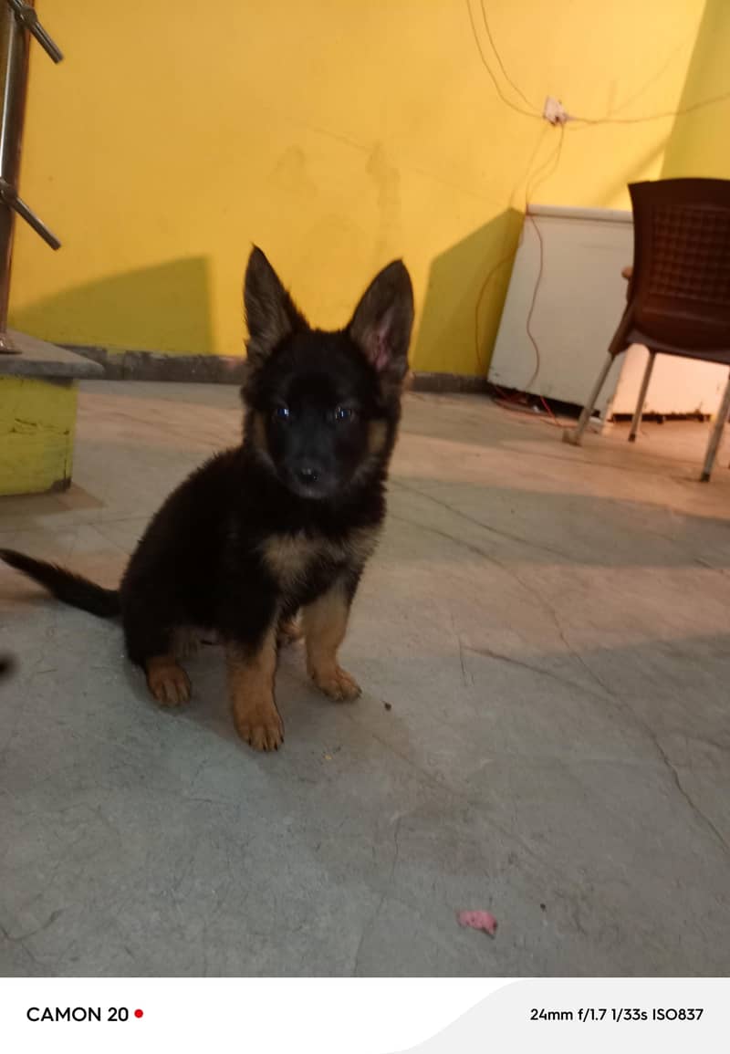 jakie 1