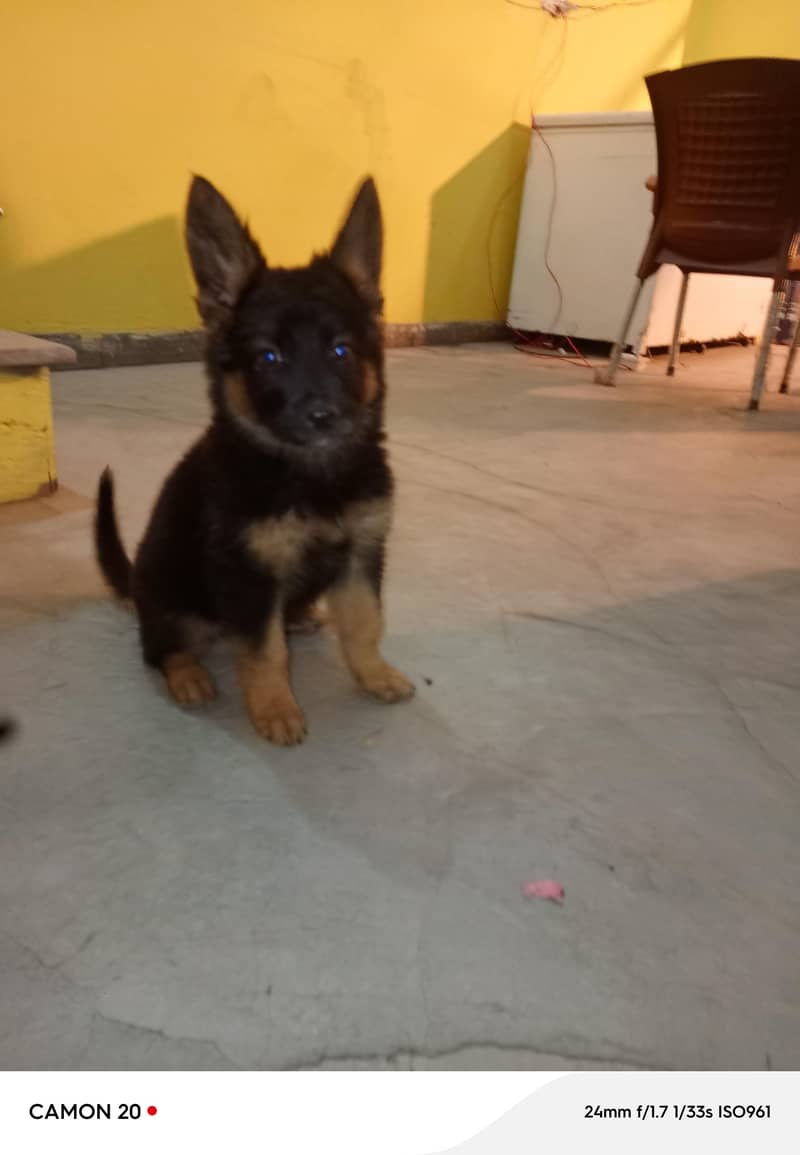 jakie 4