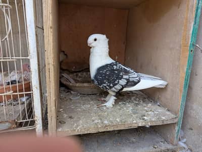 Oriental / Sentient Pigeon for Sale