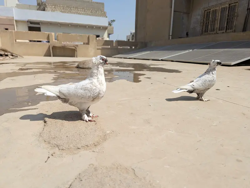 Oriental / Sentient Pigeon for Sale — photo 2
