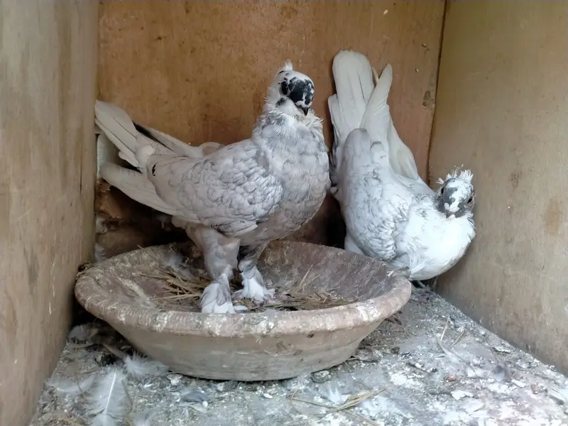 Oriental / Sentient Pigeon for Sale — photo 3