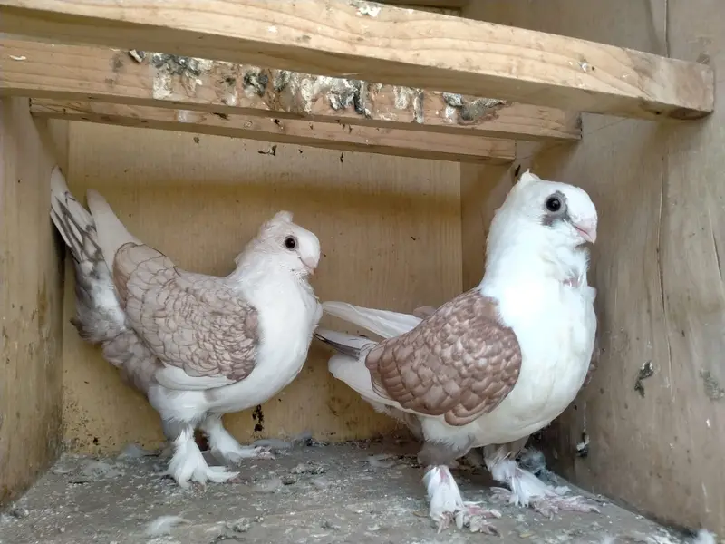 Oriental / Sentient Pigeon for Sale — photo 4