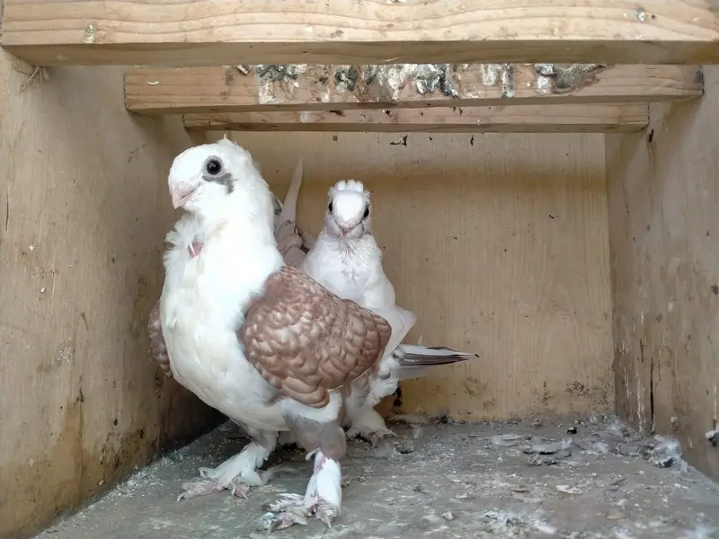 Oriental / Sentient Pigeon for Sale — photo 5
