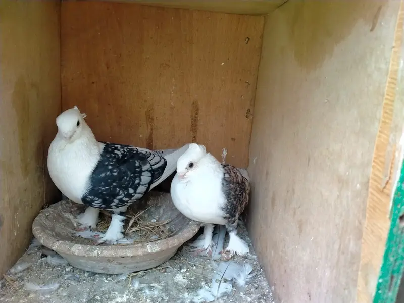 Oriental / Sentient Pigeon for Sale — photo 6