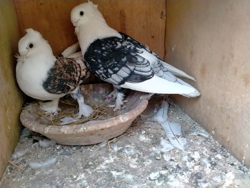 Oriental / Sentient Pigeon for Sale — photo 7