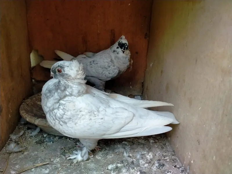 Oriental / Sentient Pigeon for Sale — photo 8