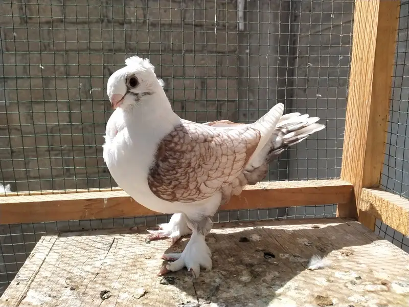 Oriental / Sentient Pigeon for Sale — photo 9