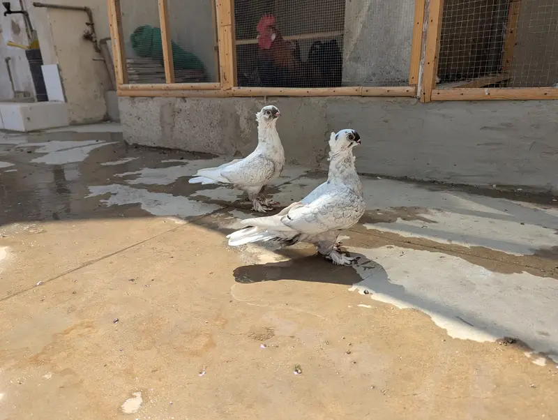 Oriental / Sentient Pigeon for Sale — photo 10