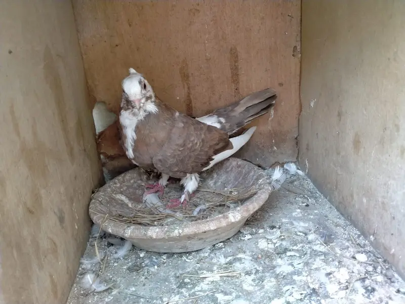 Oriental / Sentient Pigeon for Sale — photo 11