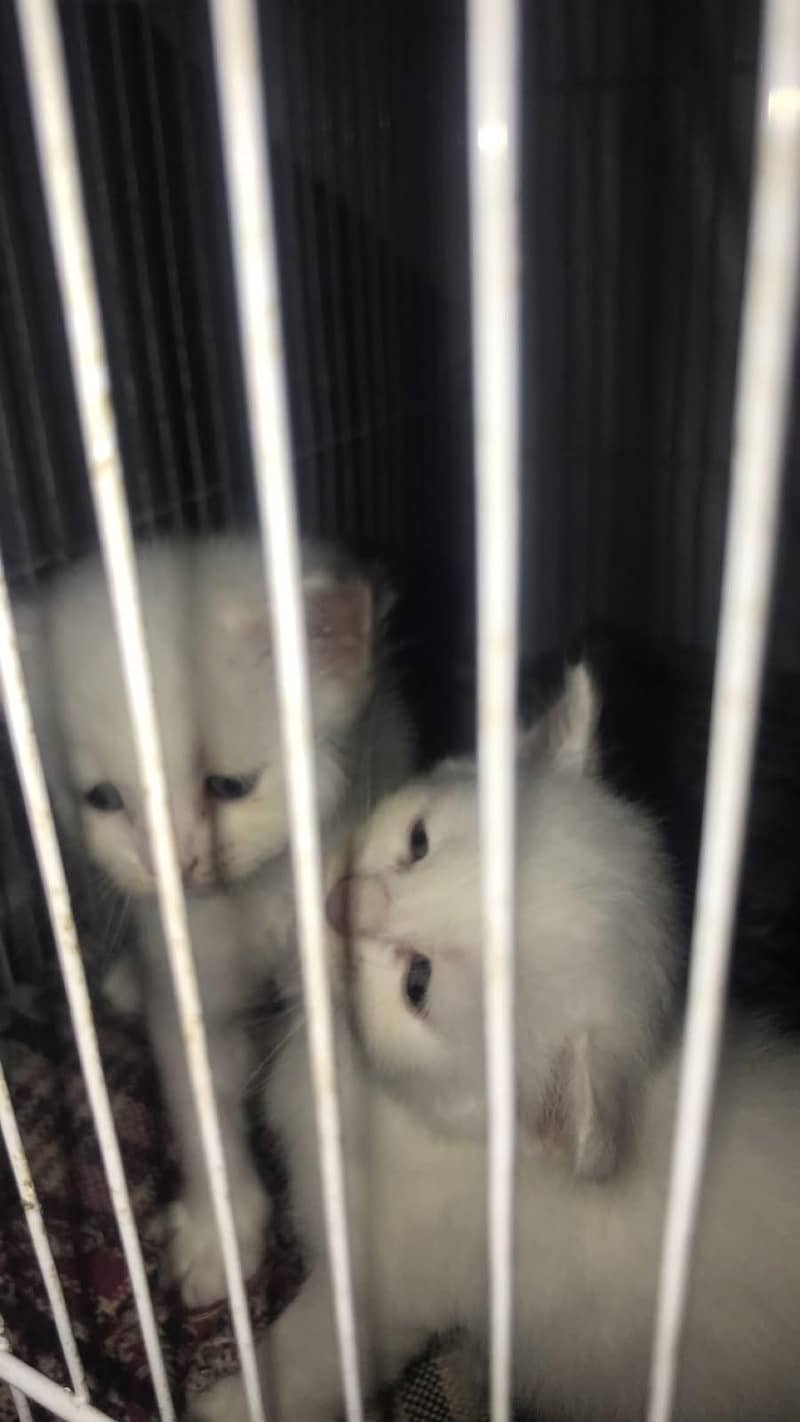 kitten 0