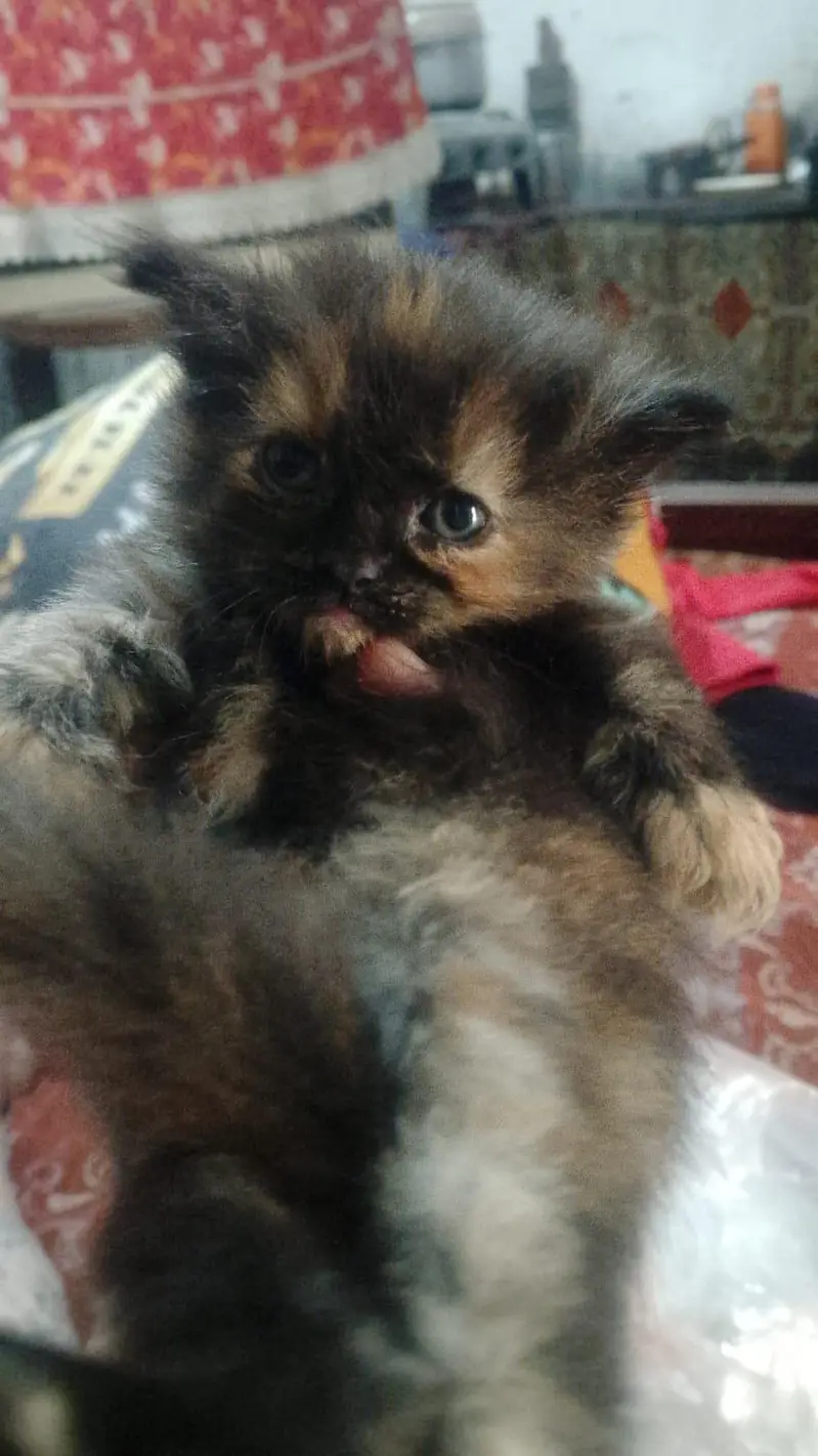 kitten — photo 3