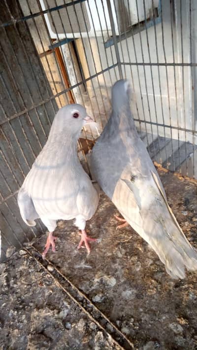 Kasni pair