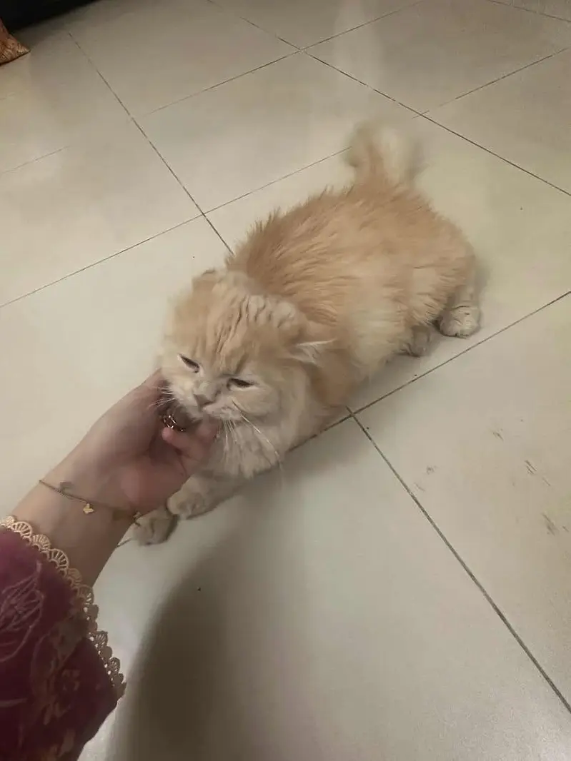 PERSION MALE AND FEMALE KITTEN PAIR