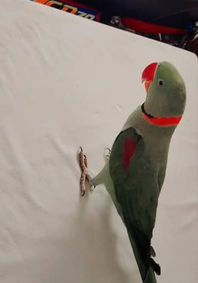 full young breeder time kashmiri Raw long length healthy
