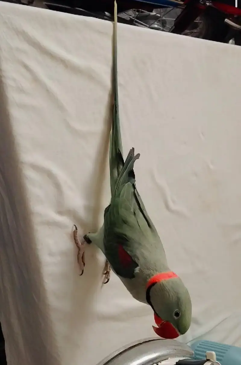 full young breeder time kashmiri Raw long length healthy — photo 2