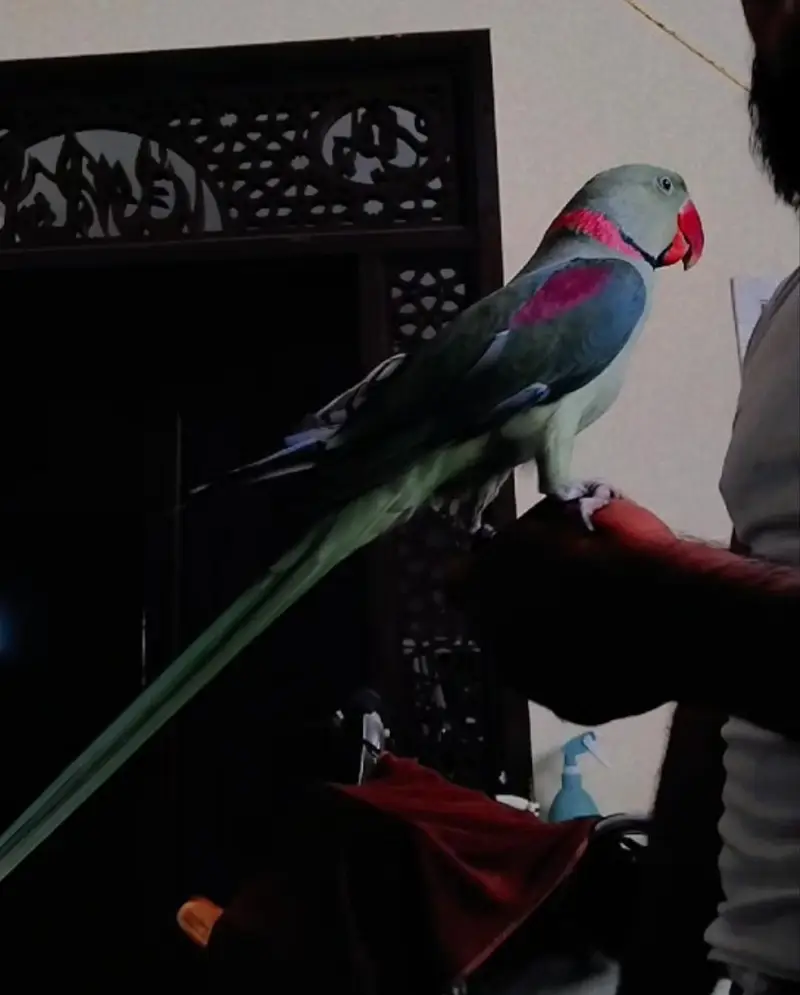 full young breeder time kashmiri Raw long length healthy — photo 3
