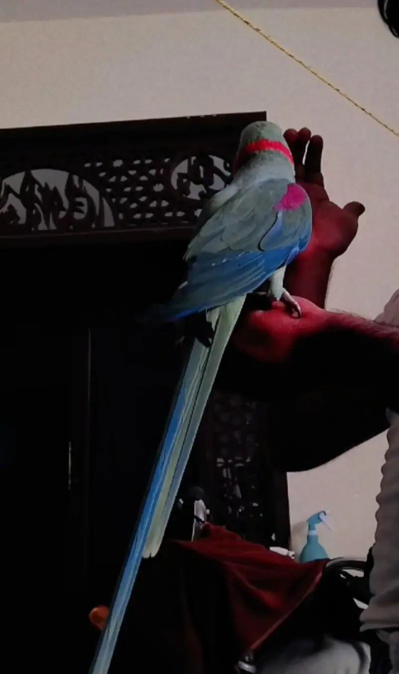 full young breeder time kashmiri Raw long length healthy — photo 4