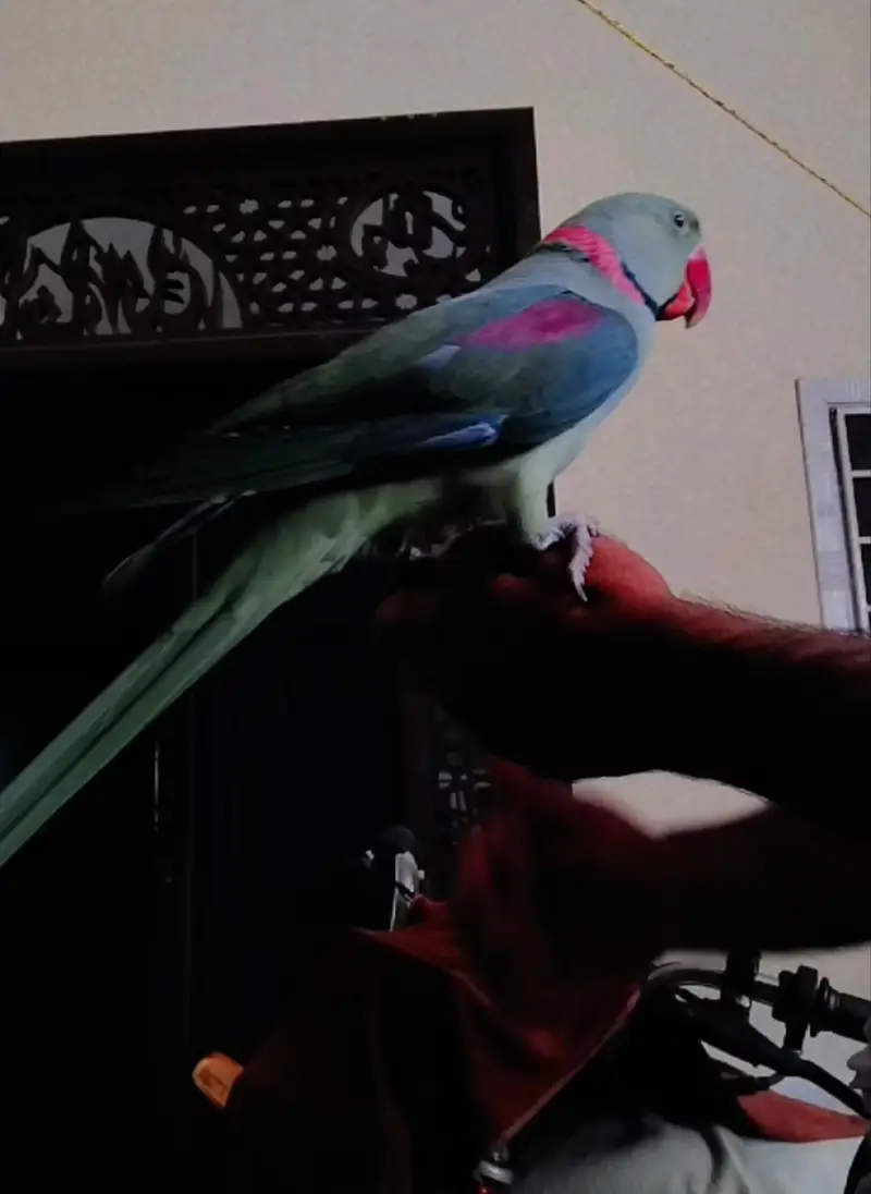 full young breeder time kashmiri Raw long length healthy — photo 5