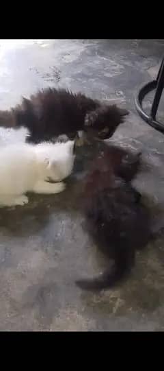 kitten 1