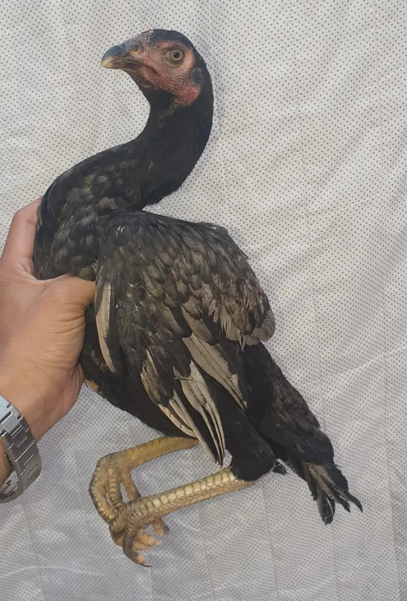 kaley nawab cross kamaliye high quality bachey available — photo 2