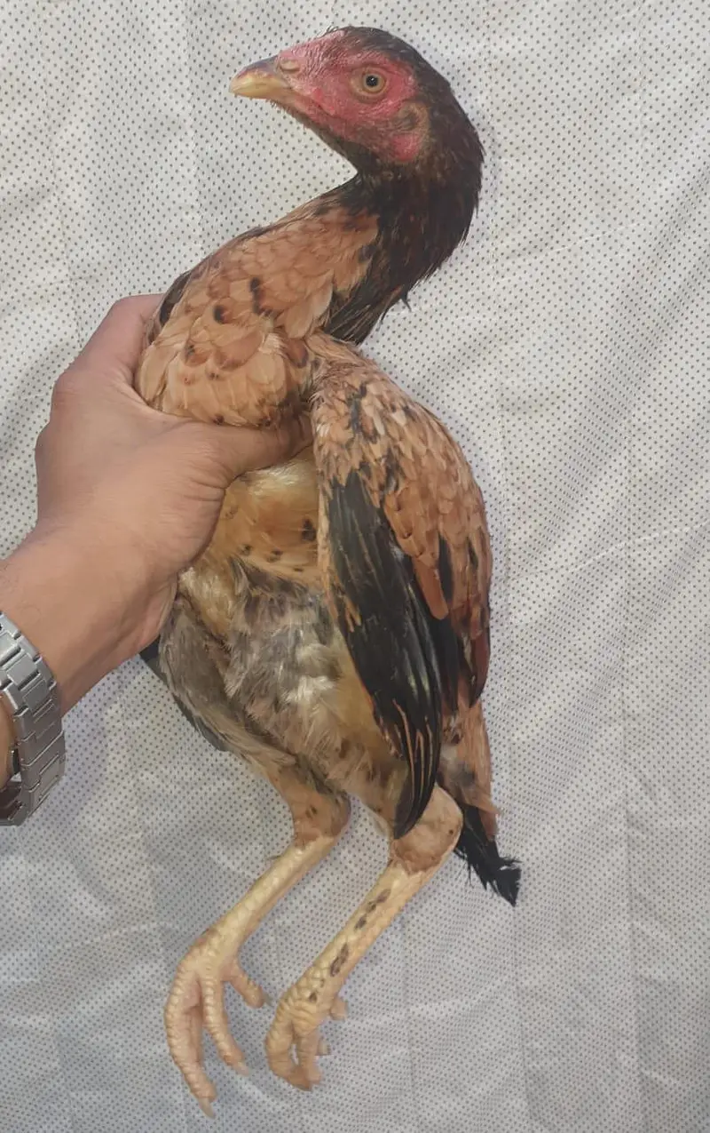kaley nawab cross kamaliye high quality bachey available — photo 3
