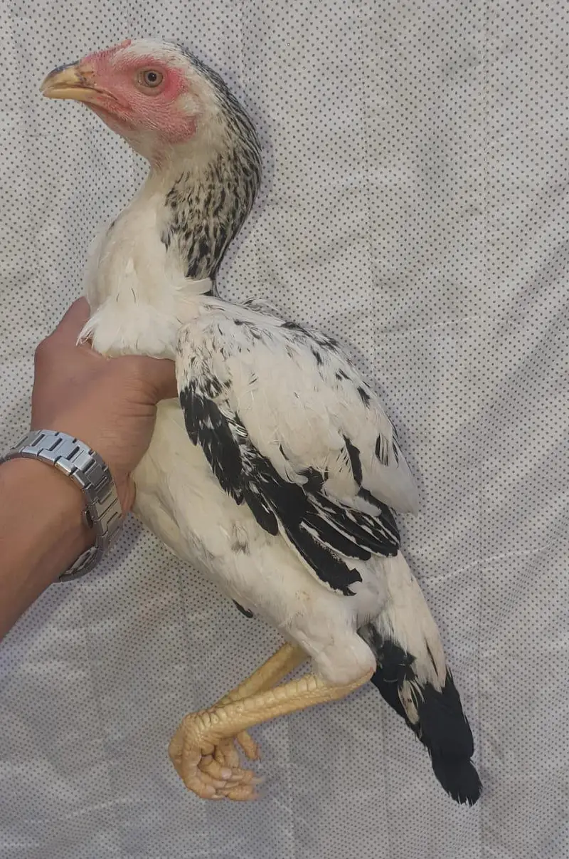 kaley nawab cross kamaliye high quality bachey available — photo 4