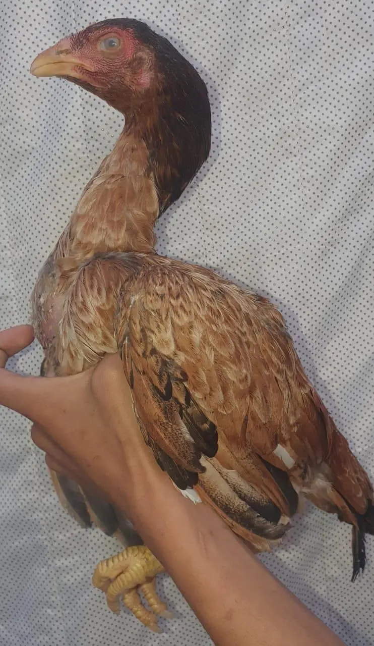 kaley nawab cross kamaliye high quality bachey available — photo 5