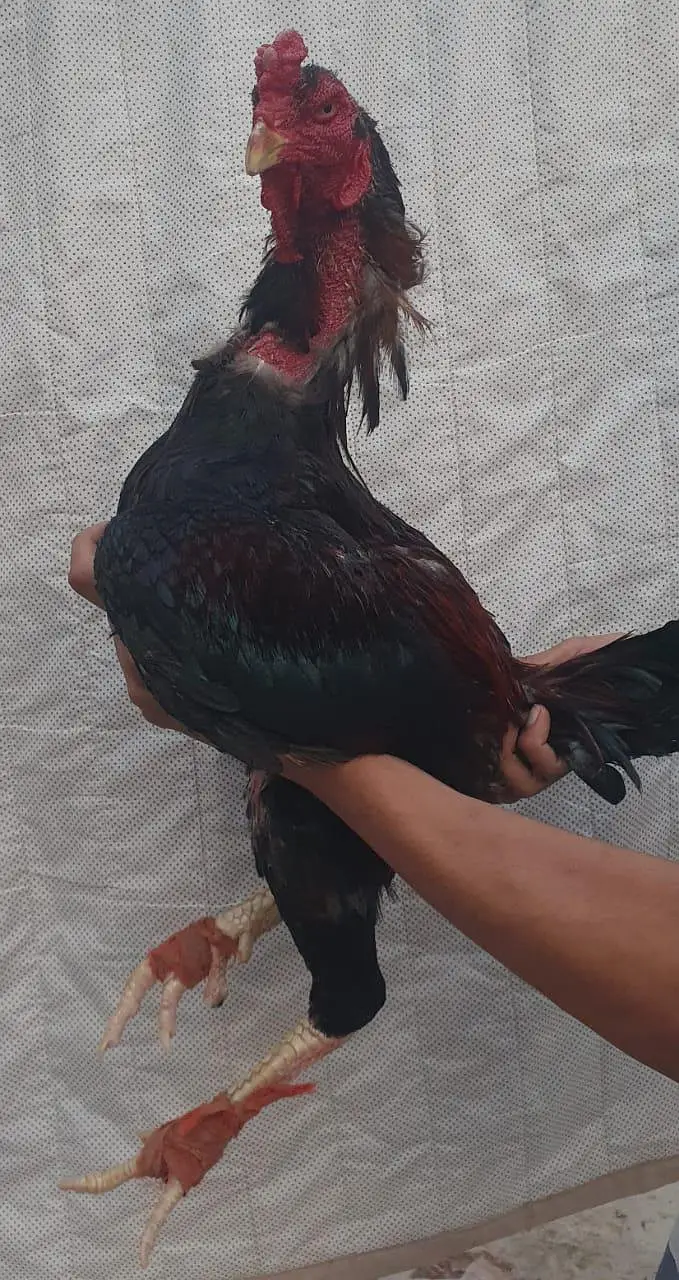 kaley nawab cross kamaliye high quality bachey available — photo 9
