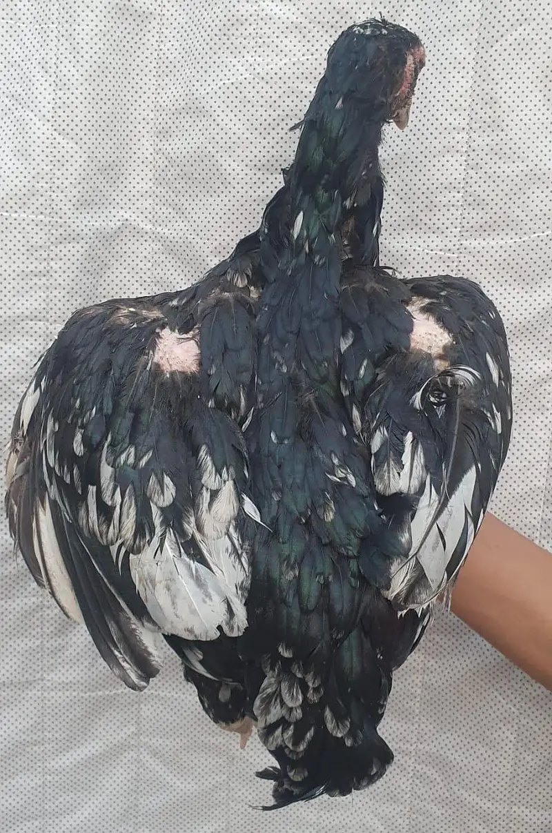 kaley nawab cross kamaliye high quality bachey available — photo 10